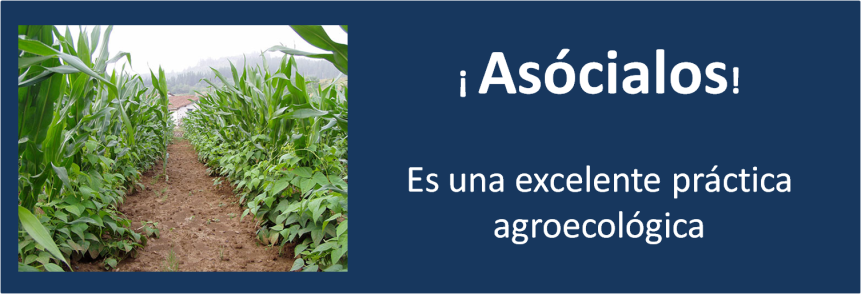 Una excelente práctica agroecológica: la asociación de cultivos.