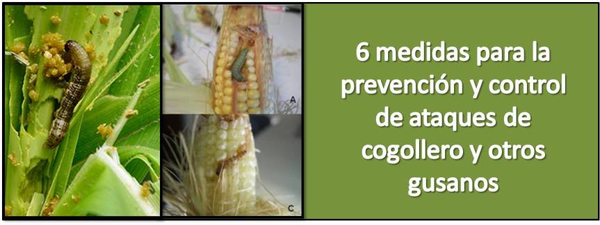 6 medidas para prevenir y controlar ataques de gusano cogollero y otros lepidópteros en maíz